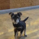 더나은펫샵 이미지