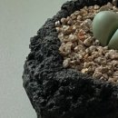 살구미농장 이미지