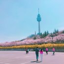 벚꽃플러스 이미지