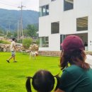 신림황둔로 | 원주 대형카페 추천 아이와 강아지 모두 즐기는 감성 카페 도즈오프!