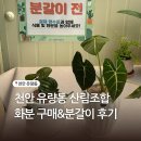 천안 유량동 산림조합 화분 분갈이 가격 후기