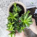 은행나무작은도서관 이미지