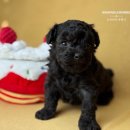 토이 켄넬 이미지