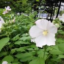 여름부터 가을까지 부용화(芙蓉花)피는 계절 이미지