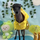 까까멍멍 이미지