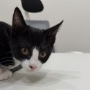 아름동물병원 이미지