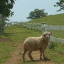 유구목장 이미지