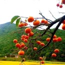 달달한하루 Daum카페