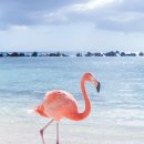 플라밍고 이미지