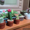 대대 찹쌀아구찜 이미지