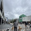 핀 독 | 추석 연휴 걱정 없는 검단 핀독 애견호텔 실제 후기