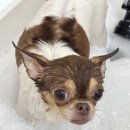 댕데이지 이미지