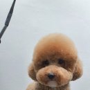 스담멍스 이미지