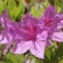 진달래