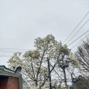 용흥사 삼불회 괘불탱 | 상주로, 가족 나들이(1/2)