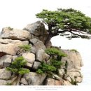 바위와소나무 이미지