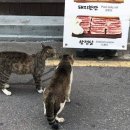 고기먹자 - 세종특별자치시 | 고기먹자