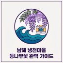 냉천마을 횡단보도 | 2026 남해 등나무꽃 실시간 개화 상황, 냉천마을 주차부터 파란 벤치 명당까지 오늘 다녀온 후기