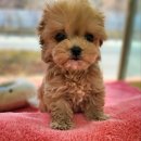 하나애견샵 | 양정애견샵 시원애견에서 만난 말티푸🐾 분양 전 꼭 봐야 할 꿀팁 총정리