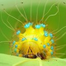 NPOTY, 자연 사진공모전 수상작들 Nature Photographer of The Year 이미지