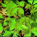 약이 되는 산야초 종류 이미지