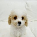 레인 켄넬 이미지