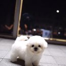 톰퍼피 강아지 분양 이미지