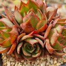 양진농장 이미지