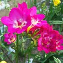 프리지아 이미지