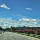 배롱나무 특화거리 이미지