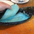 푸른물고기 이미지