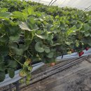 만우마을농촌체험마을회 | 논산딸기축제와 도정마을 딸기따기 체험여행