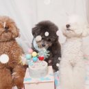 와들스 케이크 이미지