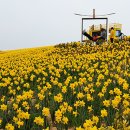 2025년 섬 수선화축제 이미지