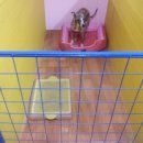 애견1번지 이미지