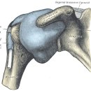 물리추나 수기치료 : 정형외과편 - 극상근 건염(tendinitisof suprasupinatus) 이미지