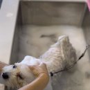 멜로우 그루밍 이미지