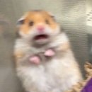 창작발레 애기섬 | 신혼여행 후기 9: 로마 보르게세 미술관