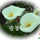 어느꽃집