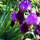 서영농장 이미지