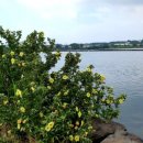 오조리-8 이미지