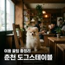 도그스테이블 석사점 | 춘천 도그스테이블 반려견 운동장 수영장 이용 팁 및 호텔 주의사항