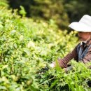 푸릇푸릇 이미지