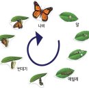 월성짐보리 이미지