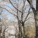 진안 마이산 벚꽃 산행 이미지