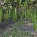 도계상동 이미지