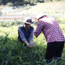 임실서초 이미지