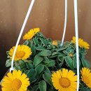 새신바람 이미지