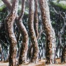 소나무숲 이미지