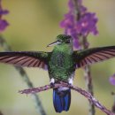 벌새(Hummingbird)의 아름다운 비행 / 요한스트라우스II/ 봄의 소리 왈츠 OP.410 이미지